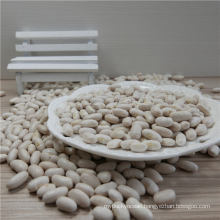 High Quality White Kidney Bean Market Price